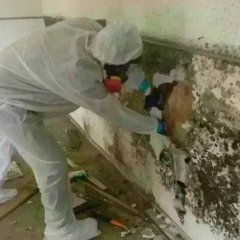 Mold Remediation and Removal in Chino, CA